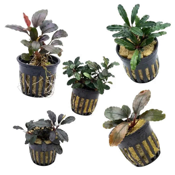 Black plastic plant baskets with vertical slits holding bucephalandra emerald aquatic plants in yellow substrate