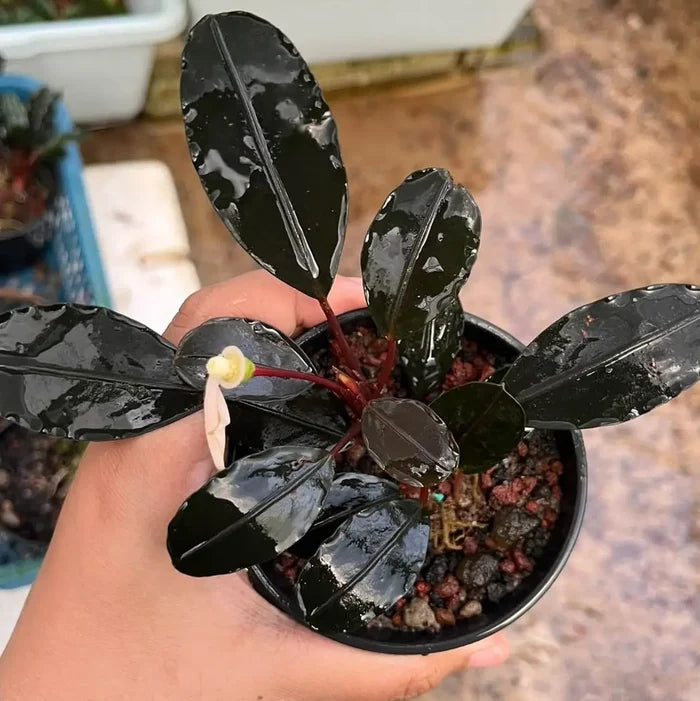 A glossy black leafed bucephalandra entikong plant with a pale pink and yellow flower in a small black pot