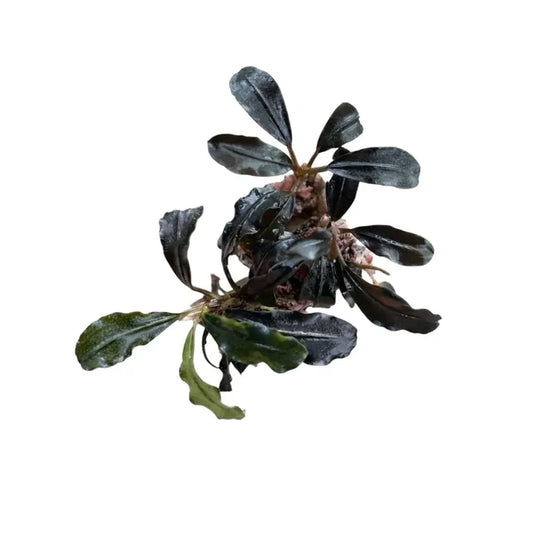 Bucephalandra Fake Ghost — live aquatic plant with deep green-black glossy leaves