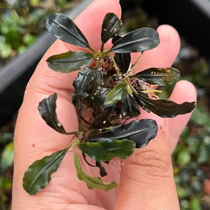 A dark green glossy bucephalandra fake ghost aquatic plant with wavy leaves and compact root ball held in hand