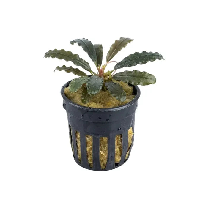 Bucephalandra firebird dark green aquatic plant with wavy leaves in black net pot and yellow substrate