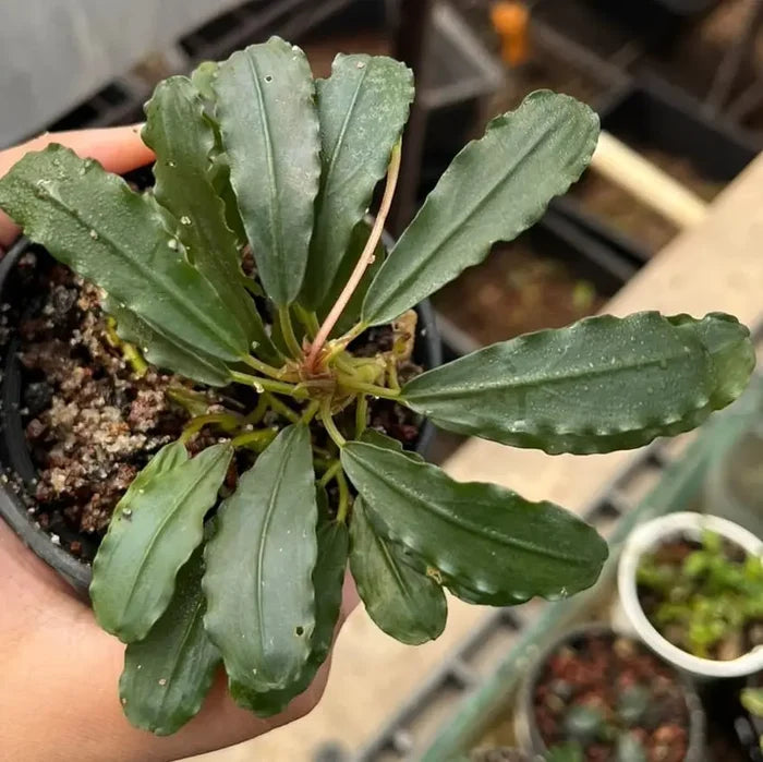 Bucephalandra firebird aquatic plant with broad wavy green leaves potted in dark soil within a black container
