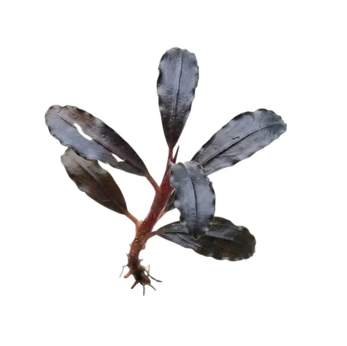Bucephalandra ghost 2015 dark purple aquatic plant with glossy elongated leaves and reddish stem