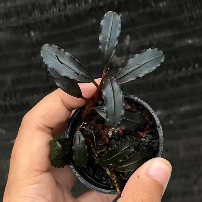 A small potted bucephalandra ghost 2015 plant with glossy dark green leaves and a reddish stem