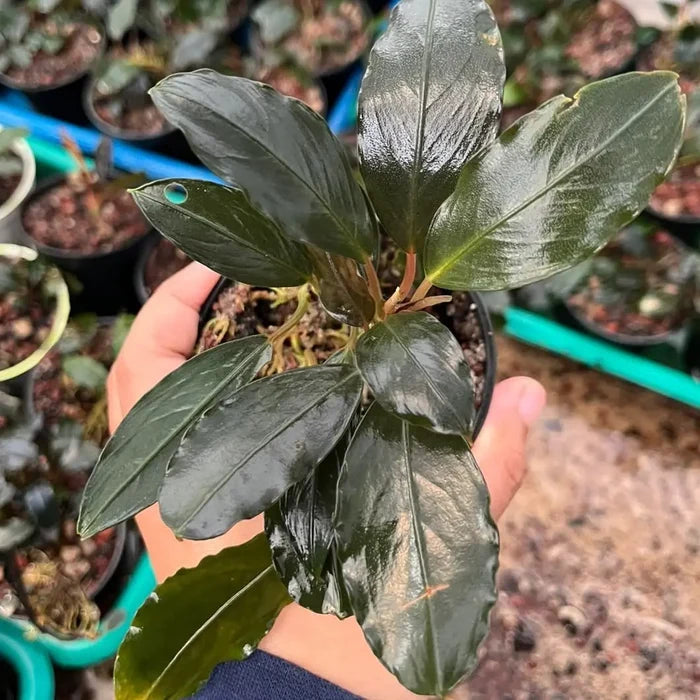 Bucephalandra king tetana glossy dark green plant with broad waxy leaves in a small black pot