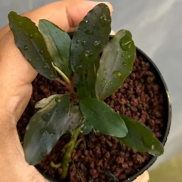 A small Bucephalandra Lemandau Purple aquatic plant with dark green leaves and reddish-brown gravel in a black pot