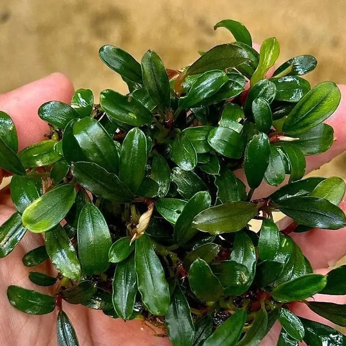 Bucephalandra Lemandau — live aquatic plant with glossy green leaves and reddish stems