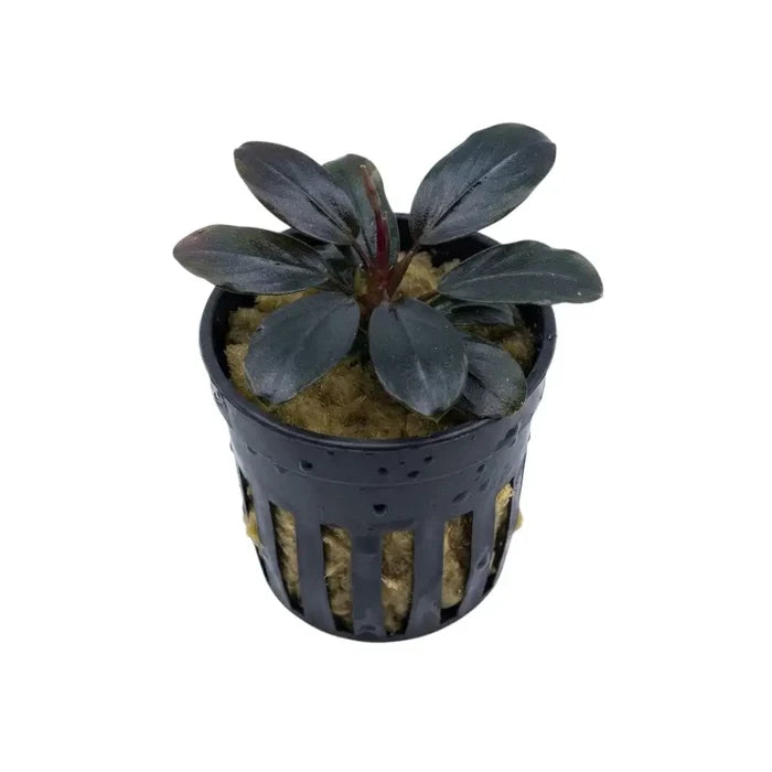 Bucephalandra mahakam aquatic plant with dark glossy leaves in a black plastic net pot for aquarium use
