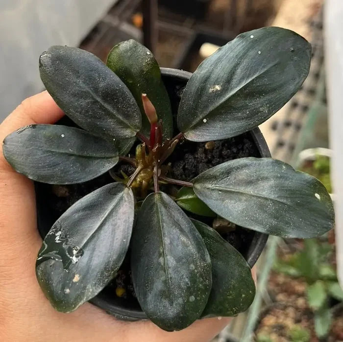 A potted Bucephalandra Mahakam with glossy dark green leaves and a central reddish stem