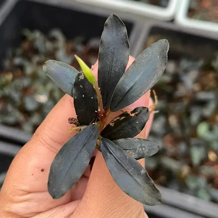 Bucephalandra Metallic Blue — live aquatic plant with glossy dark leaves and green shoot