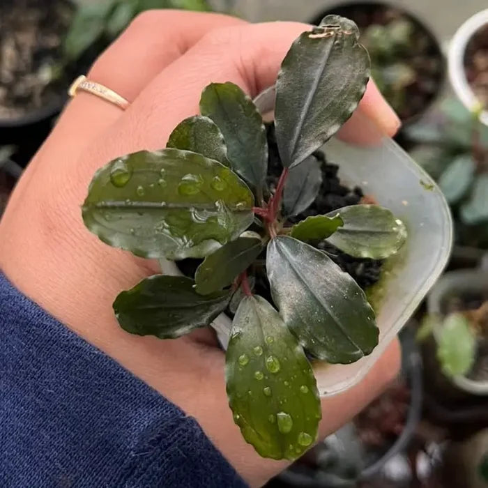 A small potted Bucephalandra Midnight Blue plant with glossy dark green leaves speckled with water droplets held in a hand