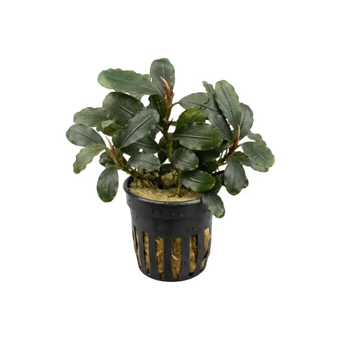 A Bucephalandra Moonlight aquatic plant with dark green wavy leaves and reddish stems in a black plastic basket