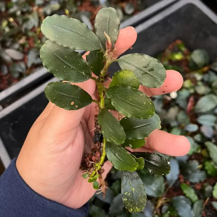 A hand holds a Bucephalandra Moonlight aquatic plant with glossy dark green leaves and visible roots