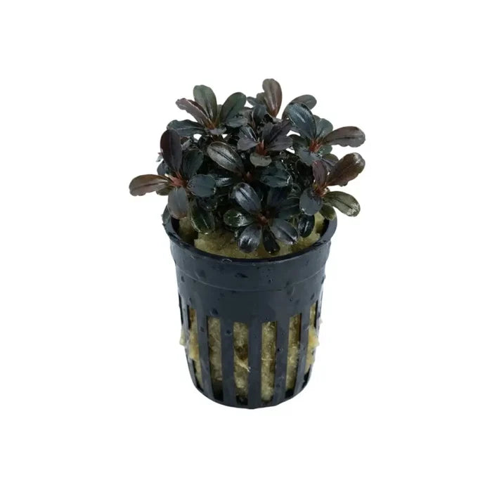 Bucephalandra red cherry dark purple aquatic plant in black plastic pot with vertical slits for aquarium use