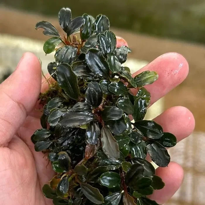 A compact glossy dark green Bucephalandra red cherry aquatic plant with waxy leaves and reddish stems held in a hand
