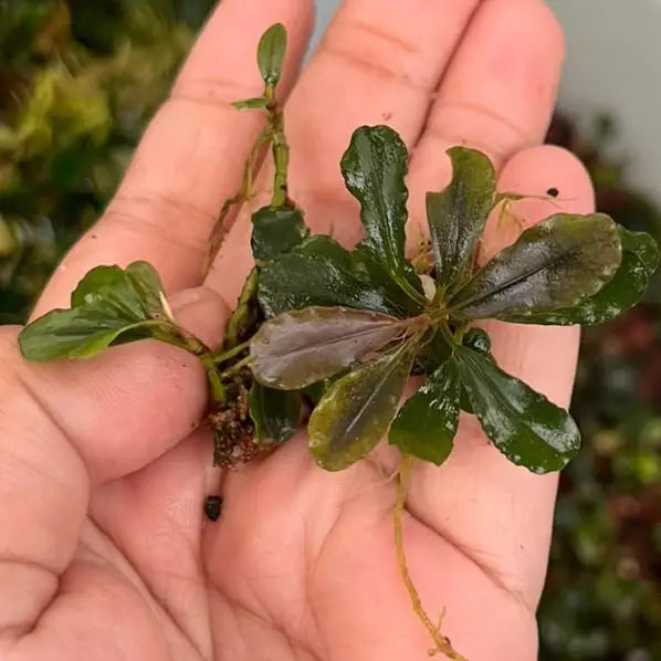 A small Bucephalandra red cherry aquatic plant with glossy dark green leaves edged in purple and delicate roots
