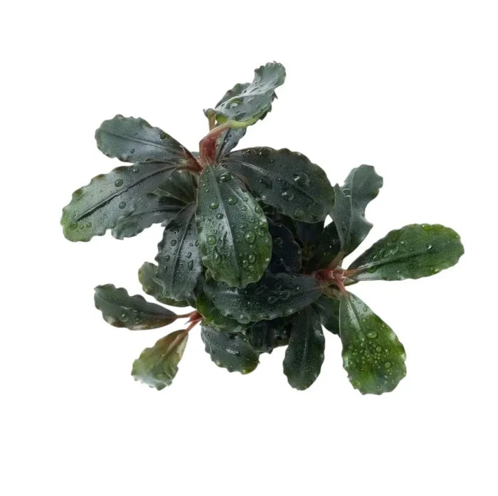Dark green bucephalandra red neo line aquatic plant with wavy leaves and reddish stems covered in water droplets