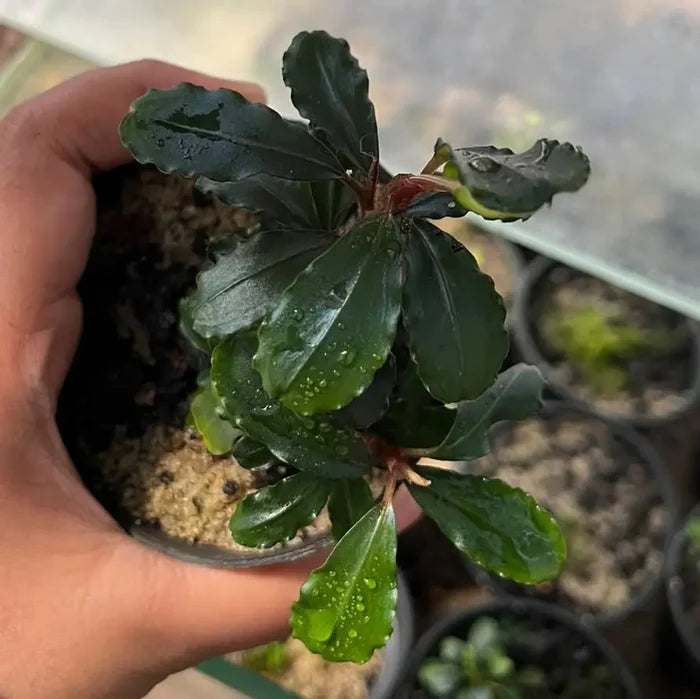A potted Bucephalandra Red Neo Line plant with glossy dark green wavy leaves speckled with water droplets