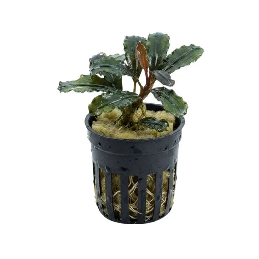 Bucephalandra red serenade aquatic plant with dark green wavy leaves and reddish stem in black pot with yellow moss