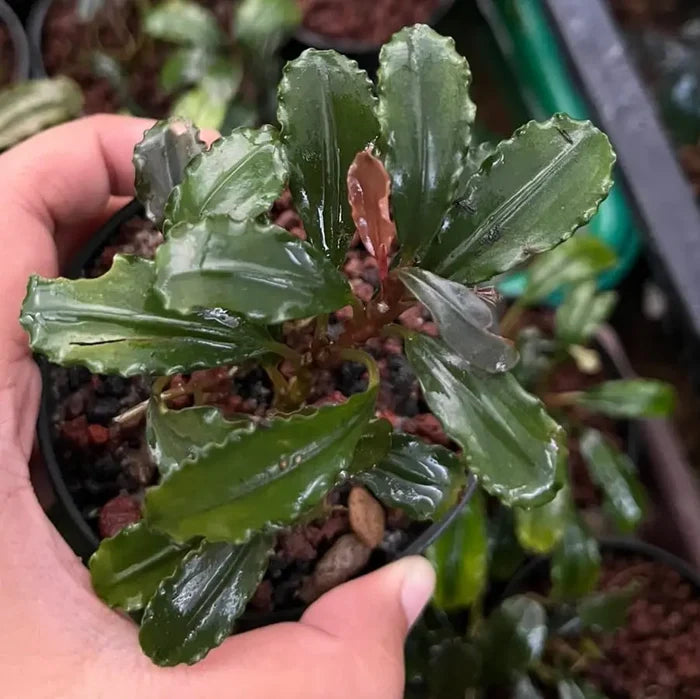 Bucephalandra red serenade aquatic plant with glossy green wavy leaves and reddish brown center in black soil pot