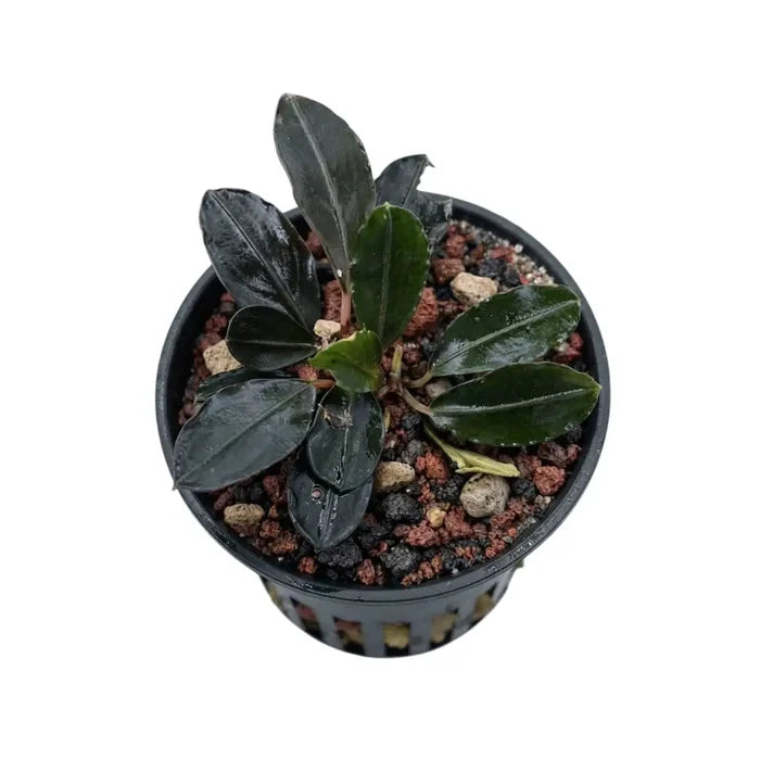 A glossy dark green bucephalandra red under plant in a black plastic pot with drainage holes on gravel