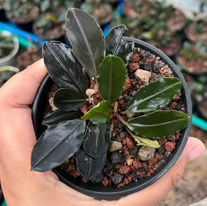 Bucephalandra red under plant with glossy black leaves and emerging green leaves in a small black plastic pot