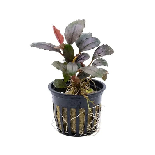 A potted Bucephalandra round leaf aquatic plant with dark purple green and red tinged leaves in a black moss-filled basket