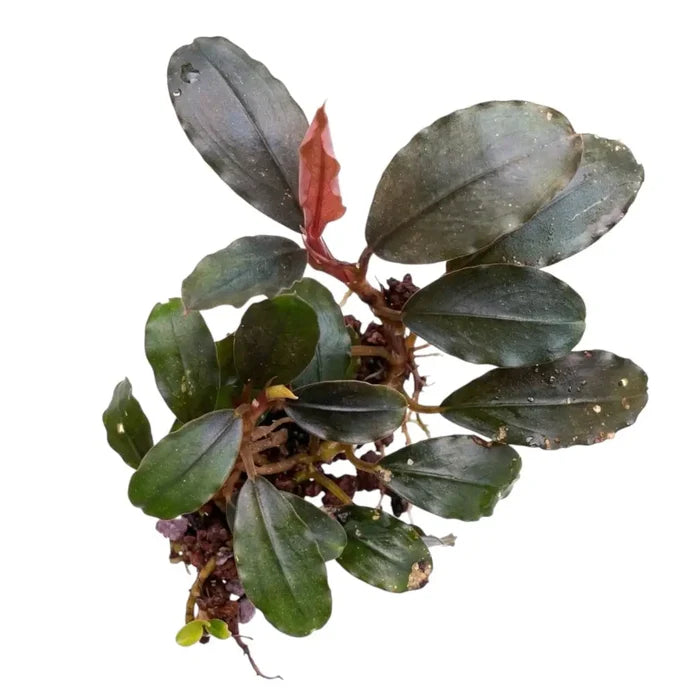 A lush Bucephalandra round leaf aquatic plant with dark green glossy leaves and a single reddish brown emerging leaf
