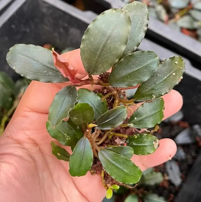 A small vibrant green bucephalandra round leaf aquatic plant with glossy rounded leaves and reddish-brown base