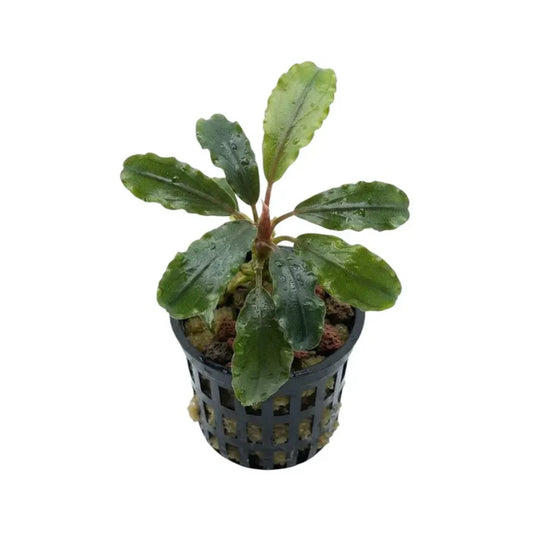 Bucephalandra silver aurora aquatic plant with wavy green leaves and reddish stem in black mesh pot