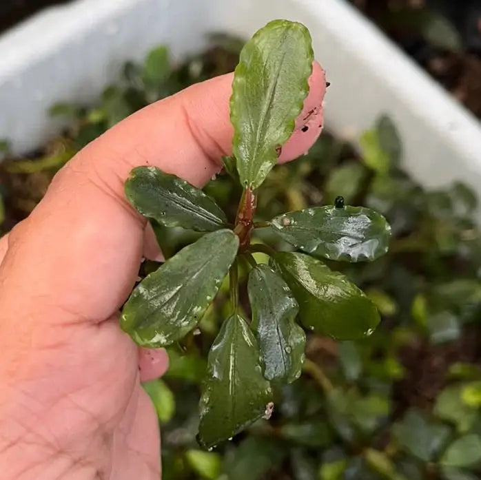 A vibrant green Bucephalandra Silver Aurora aquatic plant with glossy serrated leaves and a reddish stem