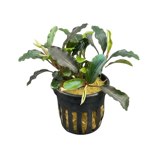 A lush variegated bucephalandra super blue aquatic plant with deep green and chartreuse leaves in a black pot