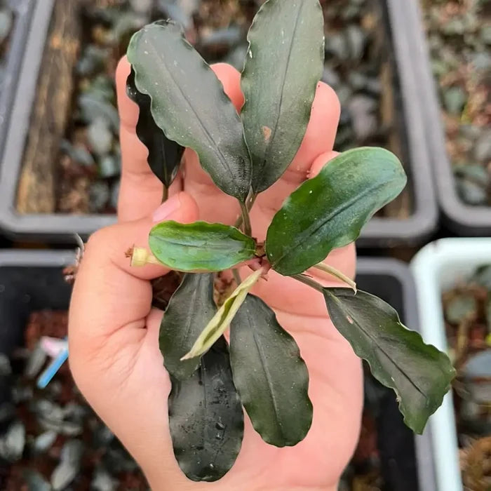 A hand holds a Bucephalandra Super Blue aquatic plant with glossy dark green wavy leaves and lighter green veins