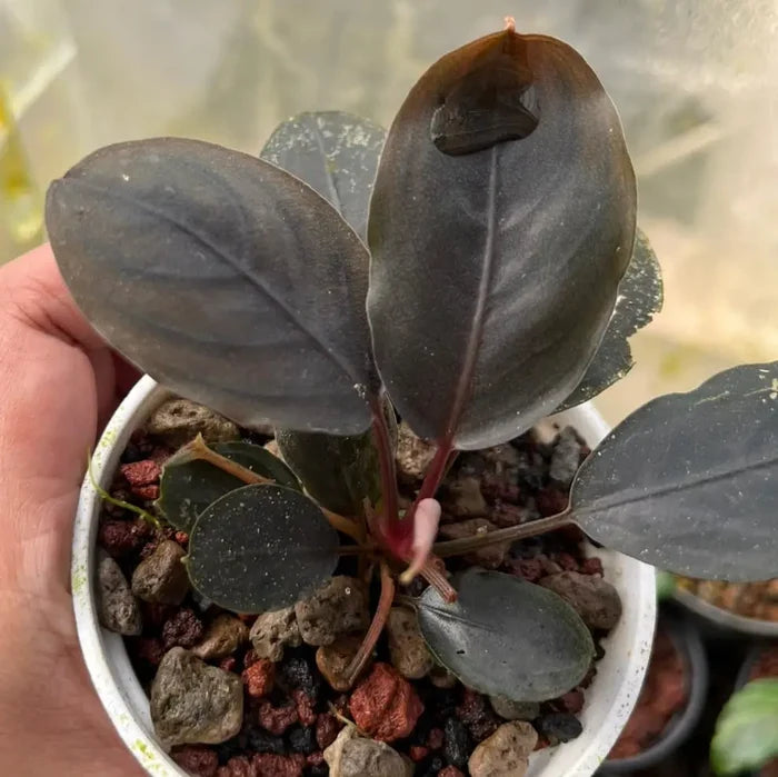 A bucephalandra ulysses potted plant with deep purple glossy leaves and reddish stems in a white ceramic pot with colorful gravel