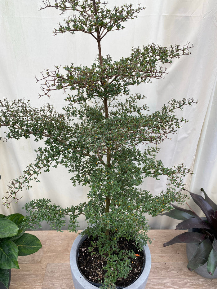 Black olive bucida spinosa