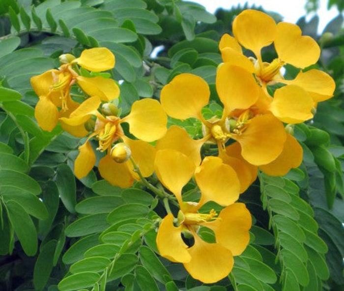 A close-up of vibrant yellow Bulnesia arborea flowers surrounded by small, bright green compound leaves.
