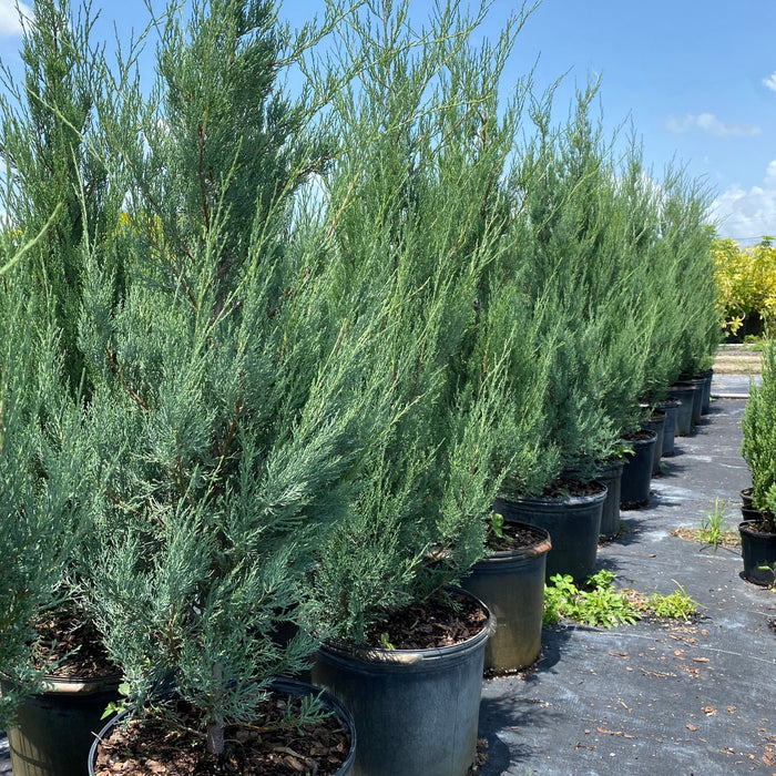 Burkii Eastern Red Cedar, Columnar Tree for Accent and Privacy, A row of tall, slender evergreen potted trees in black nursery pots, arranged outdoors on a paved lot under a blue sky.