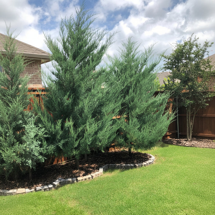 Burkii Eastern Red Cedar, Columnar Tree for Accent and Privacy