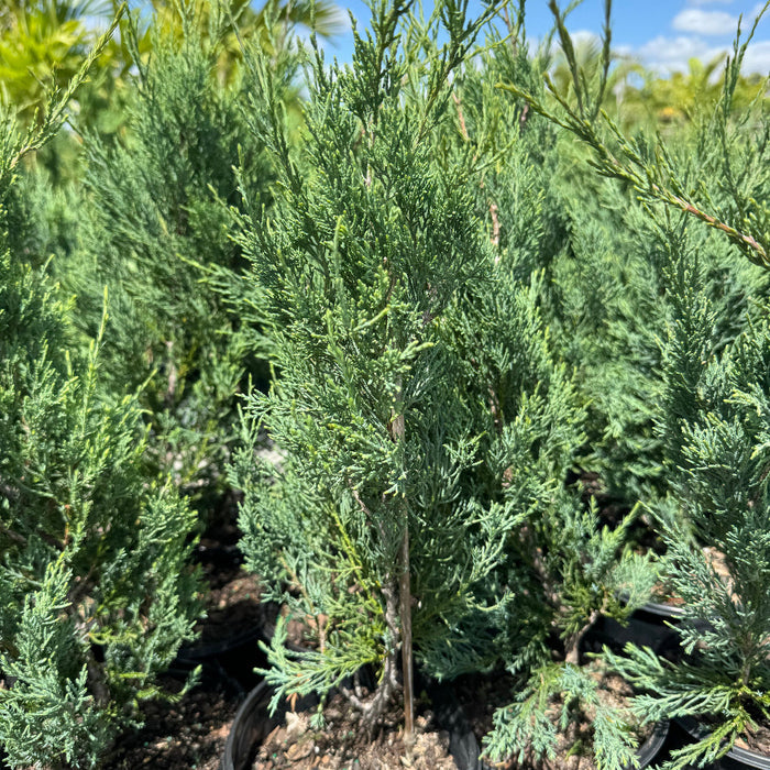 Burkii Eastern Red Cedar, Columnar Tree for Accent and Privacy,