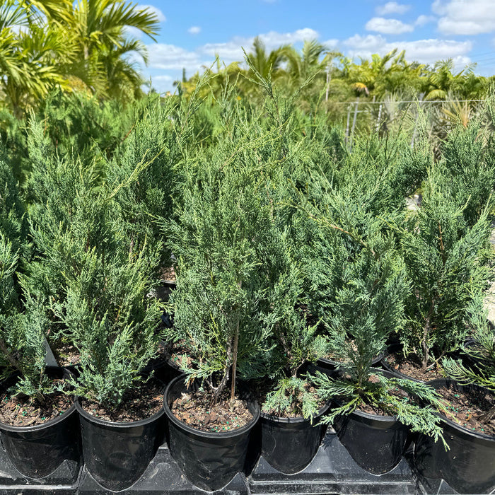 Burkii Eastern Red Cedar, Columnar Tree for Accent and Privacy,