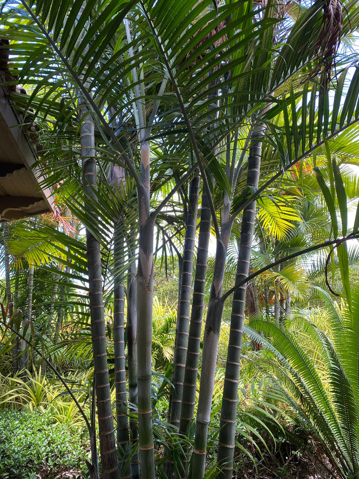 A potted Cabada Palm, an exotic and rare tropical plant featuring clustering slender green trunks and lush, feathery green fronds.
