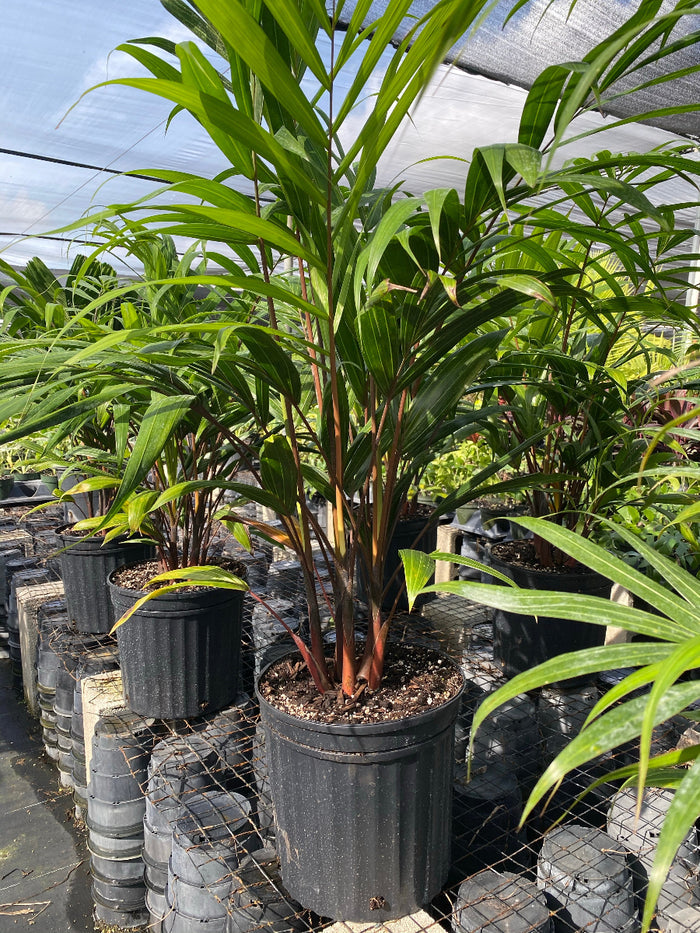 Potted rare and exotic Cabada Palm tree.