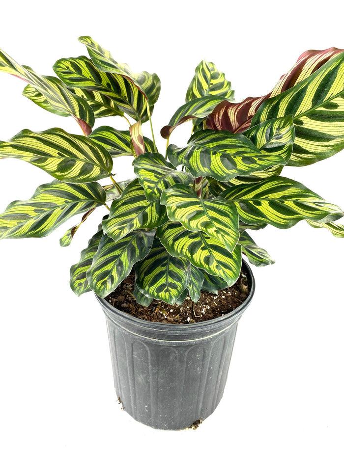 Calathea Makoyana, Prayer Plants view