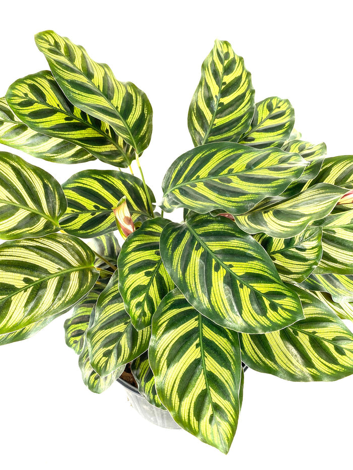 Calathea Makoyana, Prayer Plants close view
