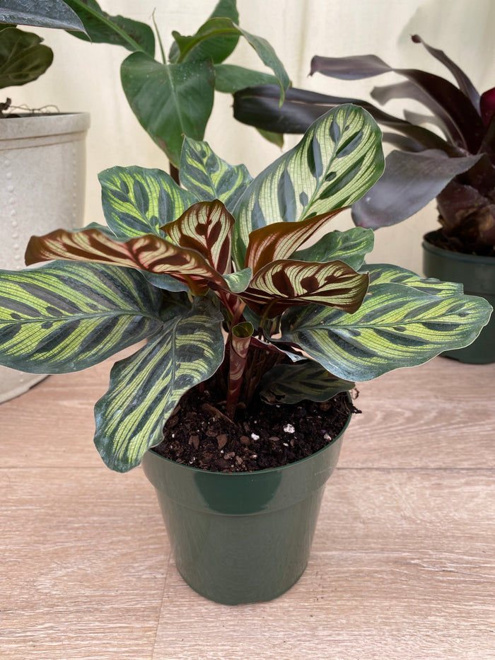 Calathea Makoyana, Prayer Plants home view