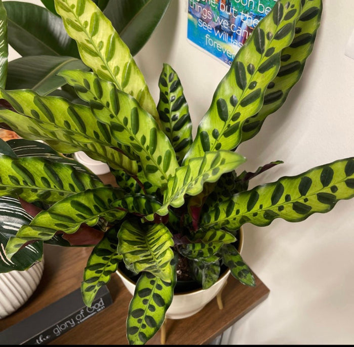 Calathea RattleSnake Prayer Plants upper view