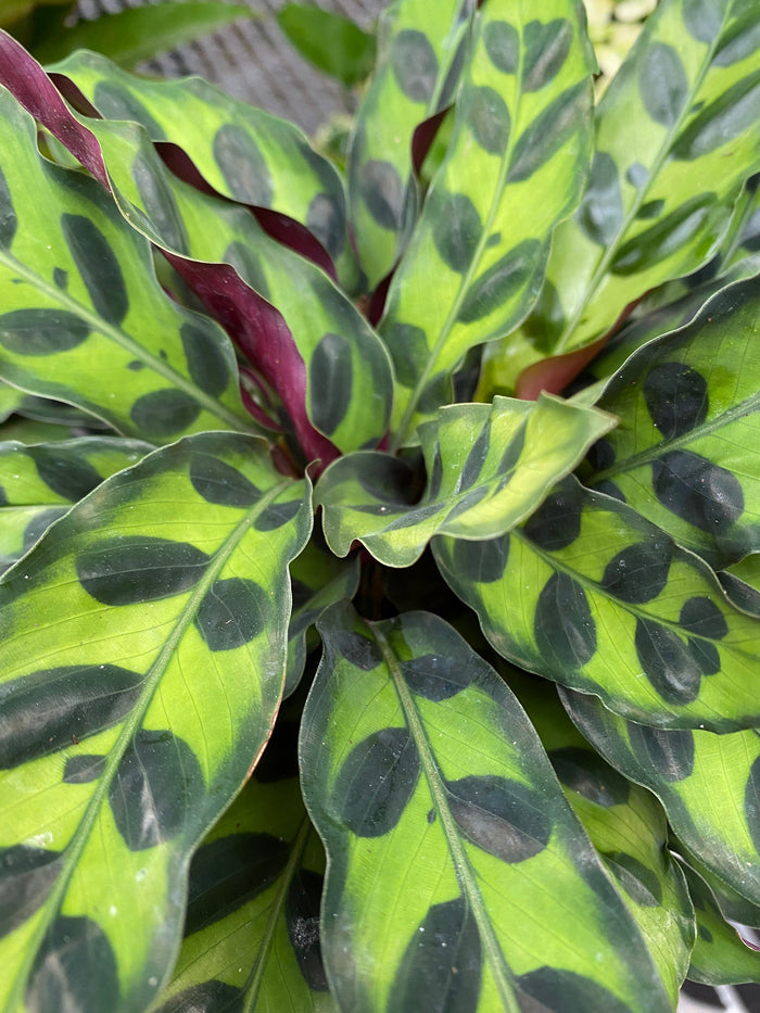 Calathea RattleSnake Prayer Plants close view