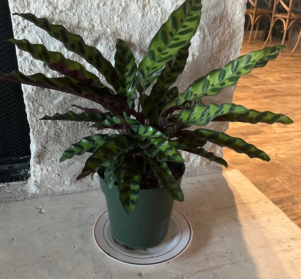 6in Pot, 14-17in / Single