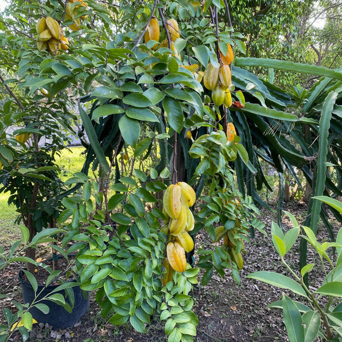 Carambola Arkin Star Fruit tree bearing clusters of ripe yellow fruit.