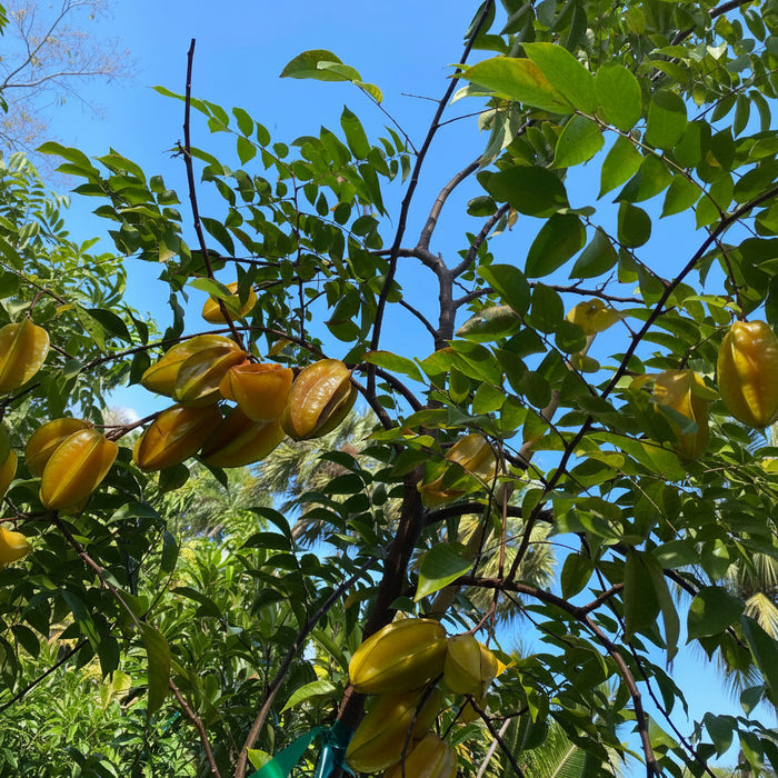 A close-up of a Carambola Arkin Star Fruit Tree